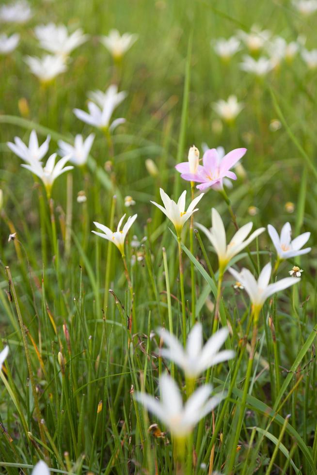 piccoli fiori d'erba foto