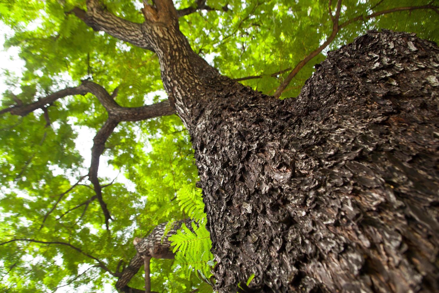 sotto l'albero foto