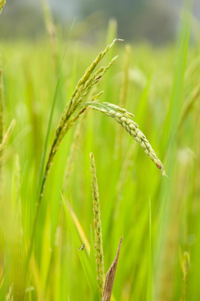riso sul campo di riso foto