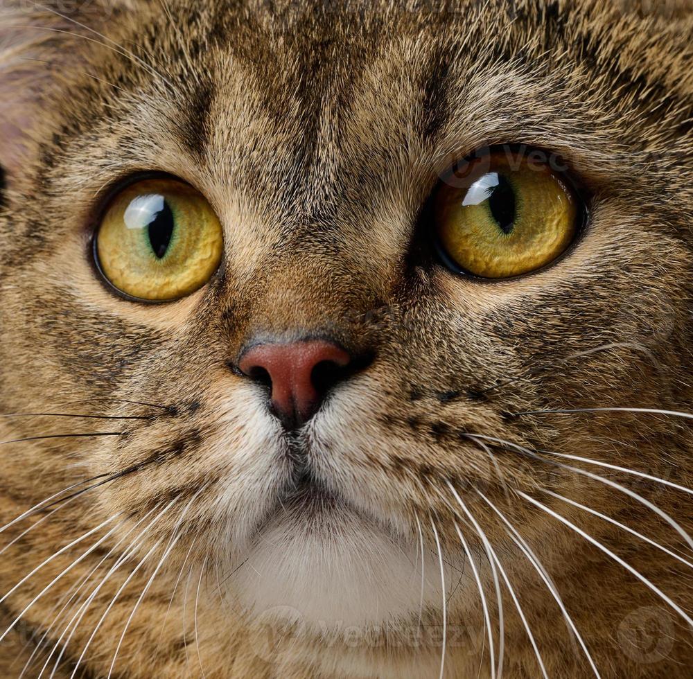 ritratto di un adulto grigio Scozzese dritto gatto su un' nero sfondo foto