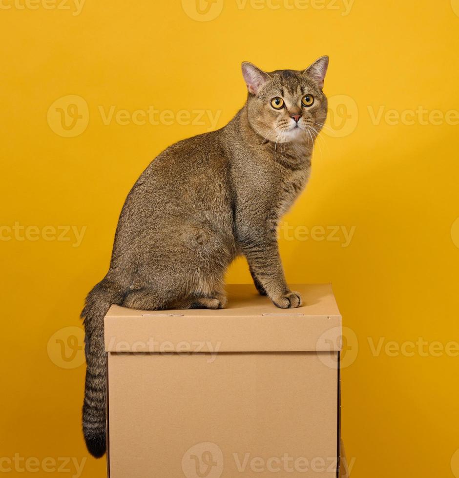 adulto grigio gatto, capelli corti Scozzese dalle orecchie dritte, si siede su un' giallo sfondo. il animale si siede su un' Marrone cartone scatola foto