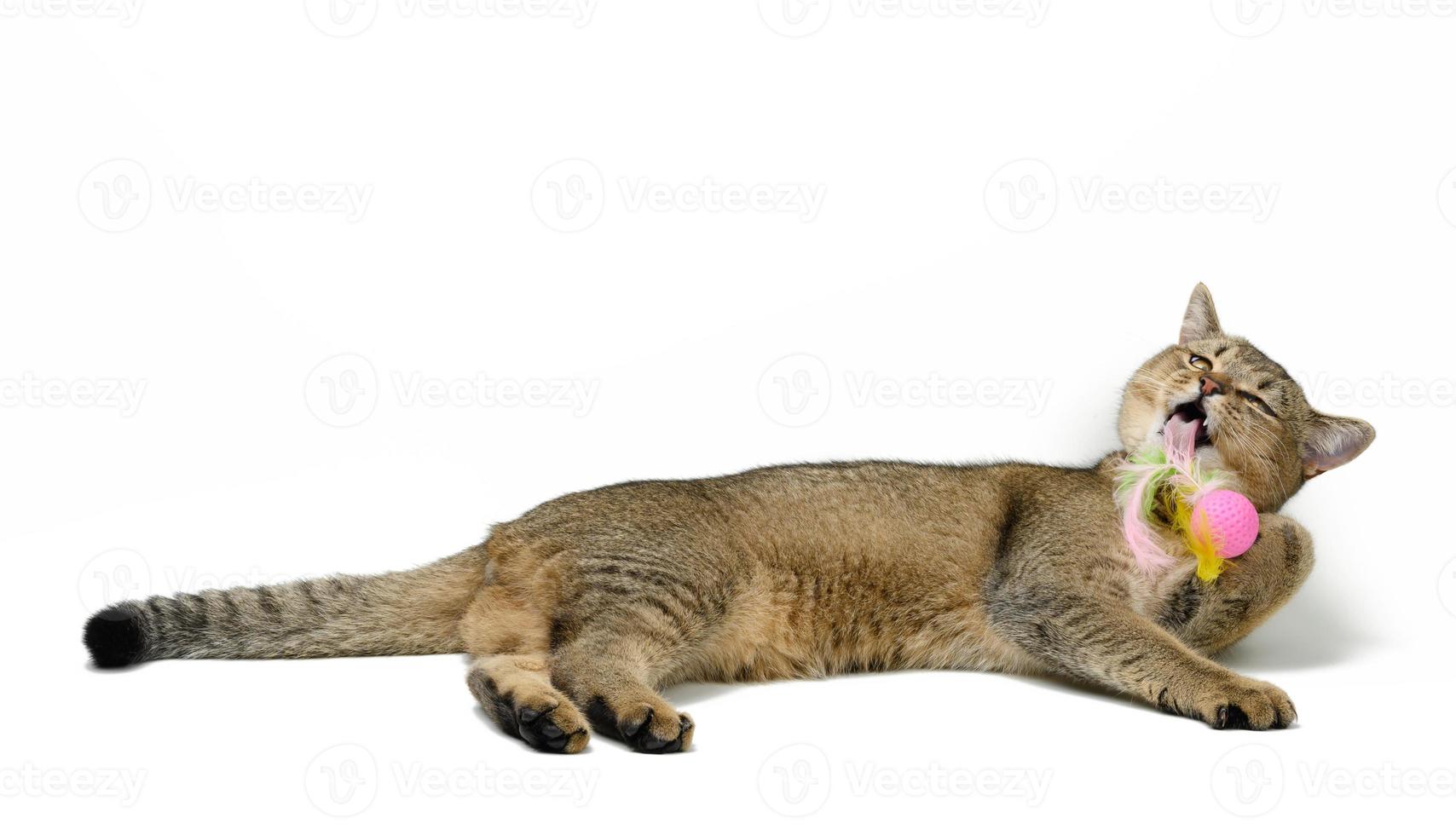 giovane grigio gatto Scozzese cincilla dalle orecchie dritte bugie su un' bianca sfondo e giochi con un' palla foto