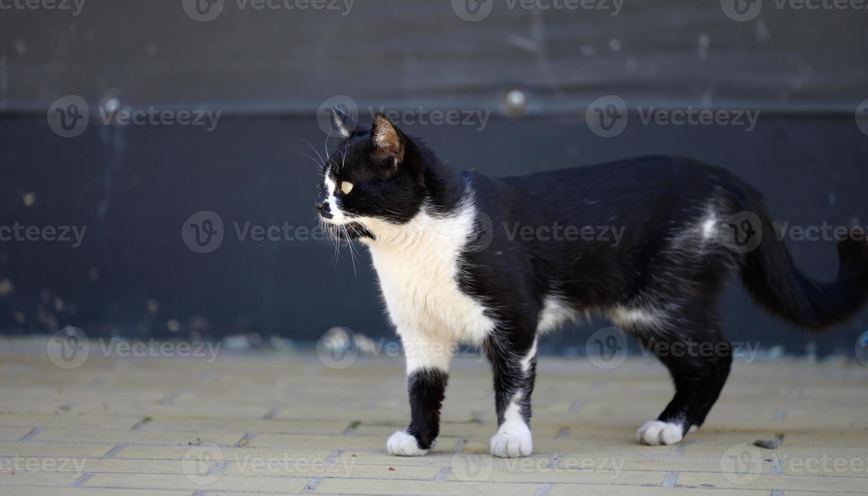 nero e bianca senza casa strada gatto passeggiate giù il strada su un' primavera giorno foto