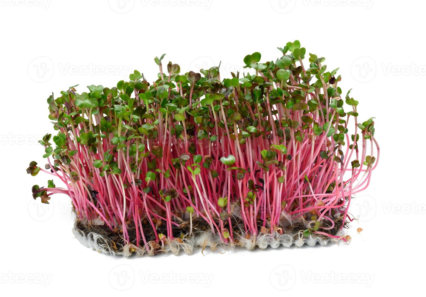 fresco ravanello germogli, salutare microgreen per insalata e bevande foto