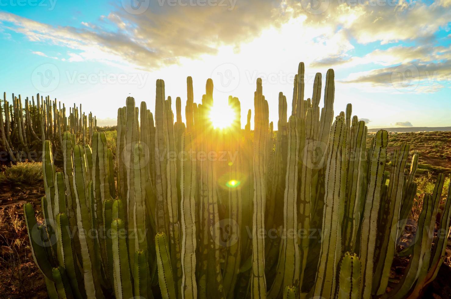 cactus a tramonto foto