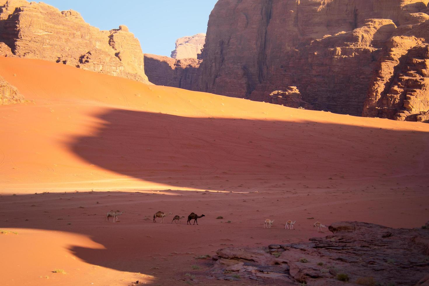 gruppo di cammelli bambino cammello con è mamma esplorando wadi Rum nel Giordania . rosso deserto panorama nel mattina foto