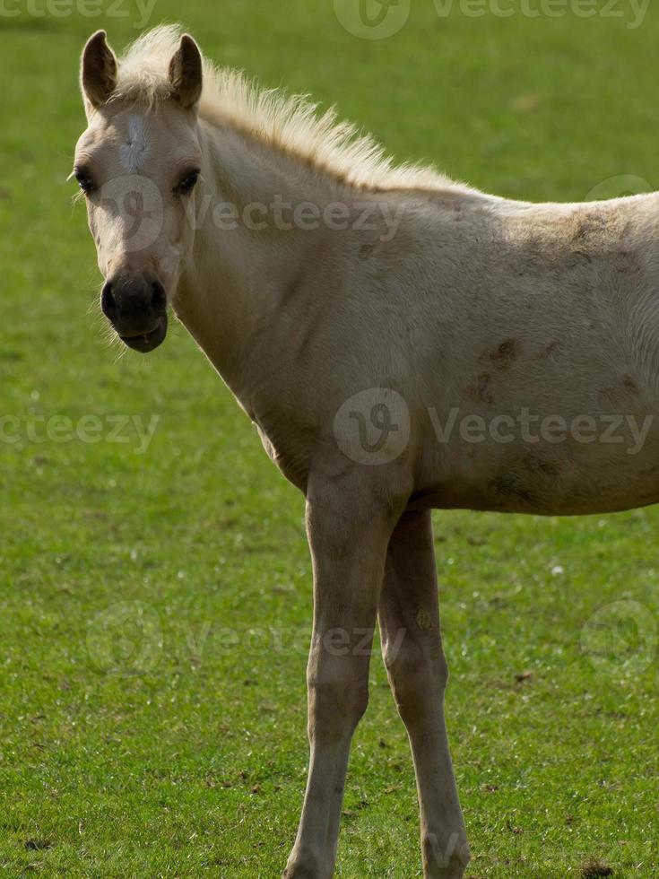 cavalli nel il Tedesco munsterland foto