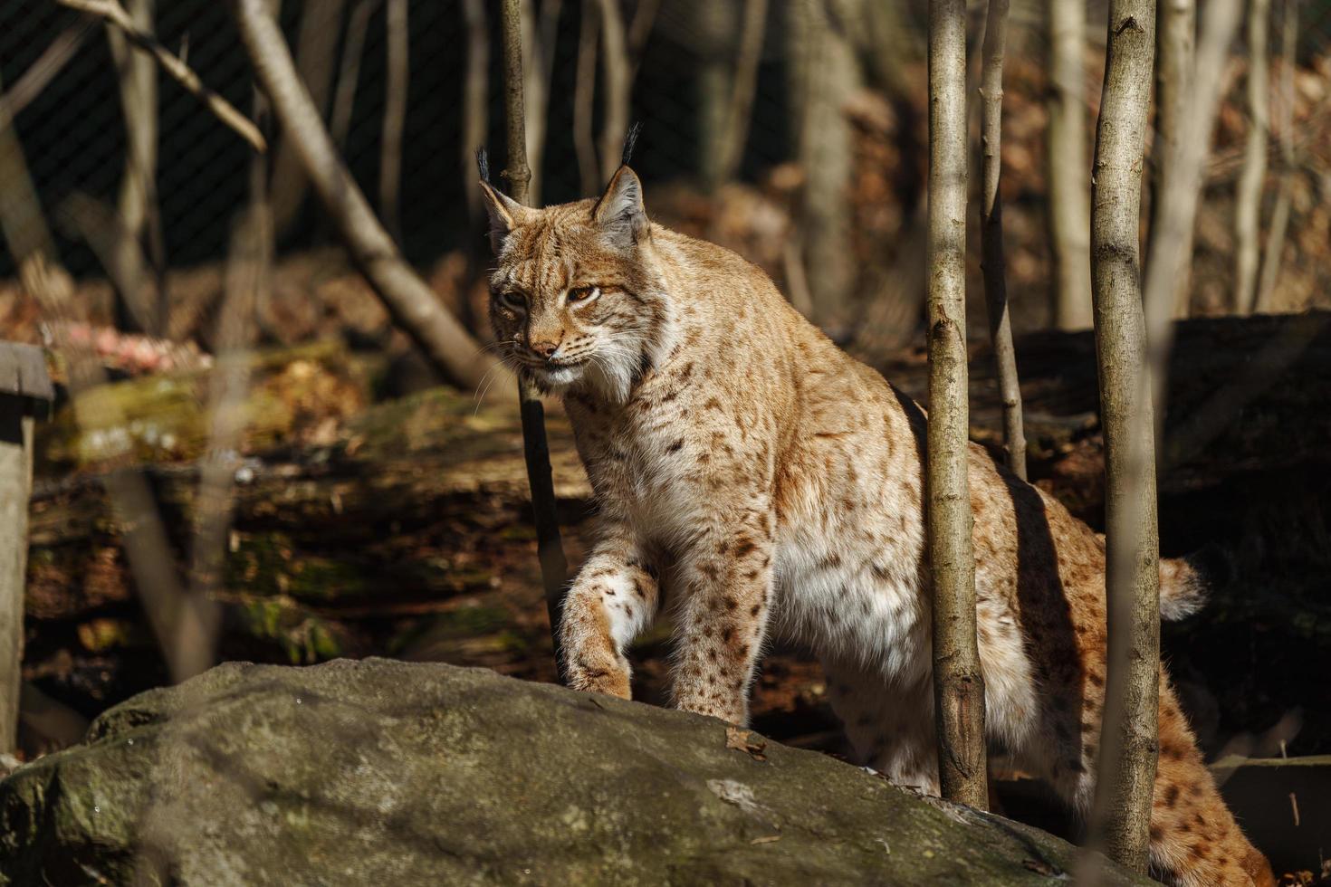 lince eurasiatica su pietra foto