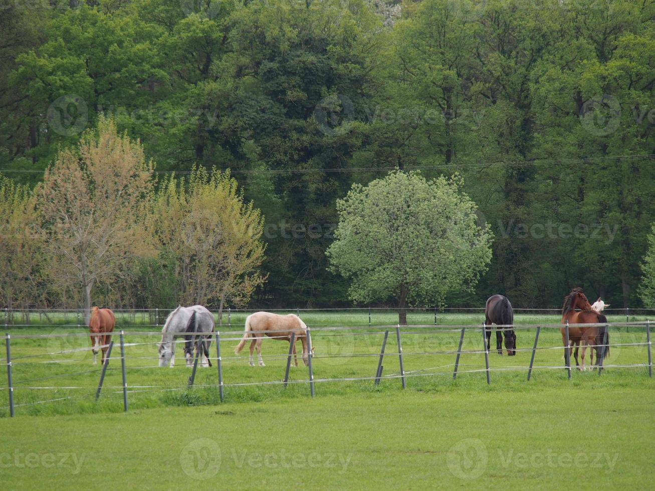 cavalli su un' Tedesco prato foto