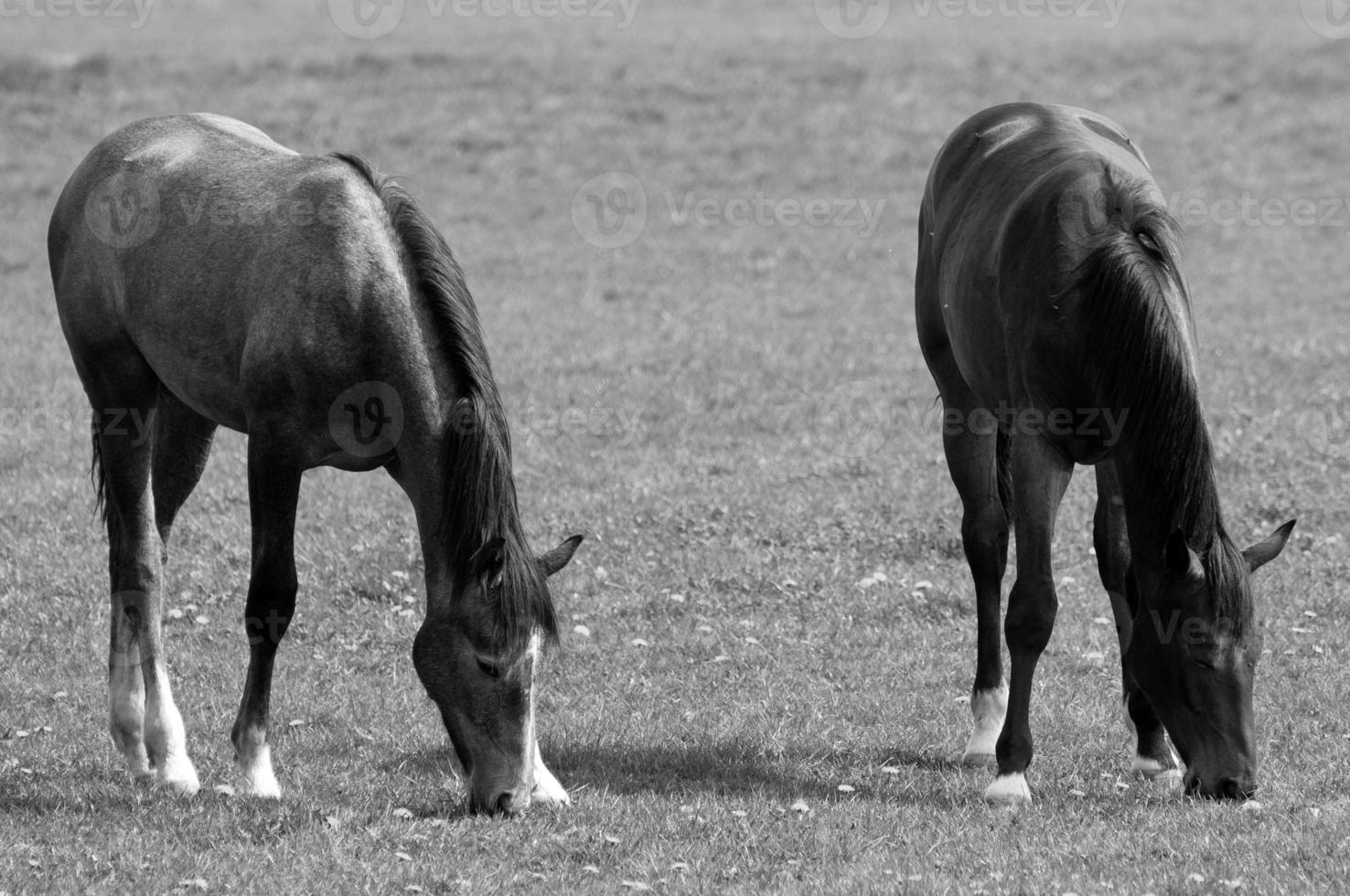 selvaggio cavalli su un' campo foto