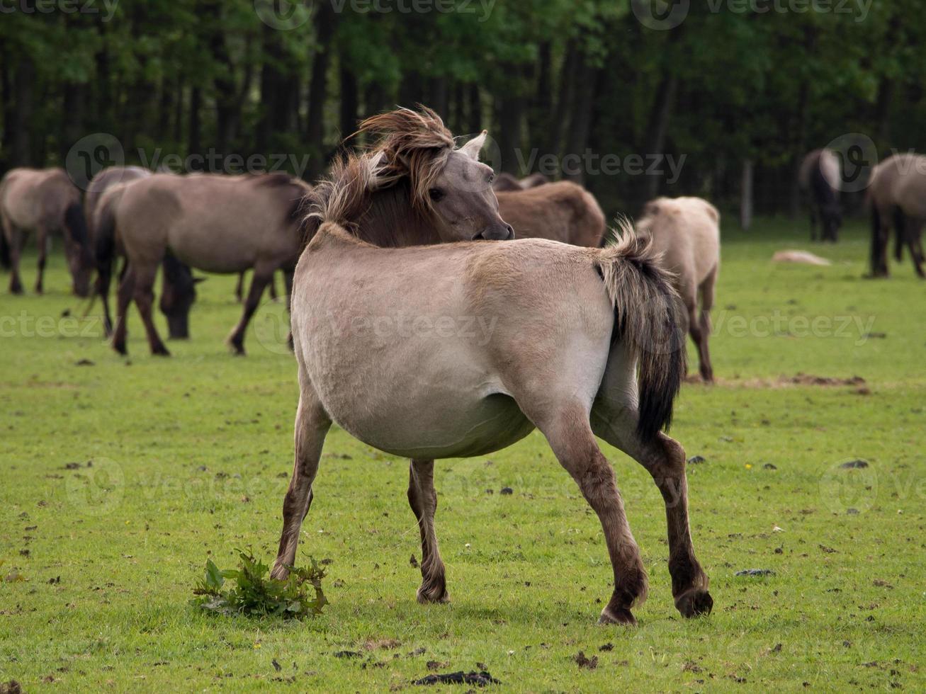 cavalli selvaggi in Westfalia foto