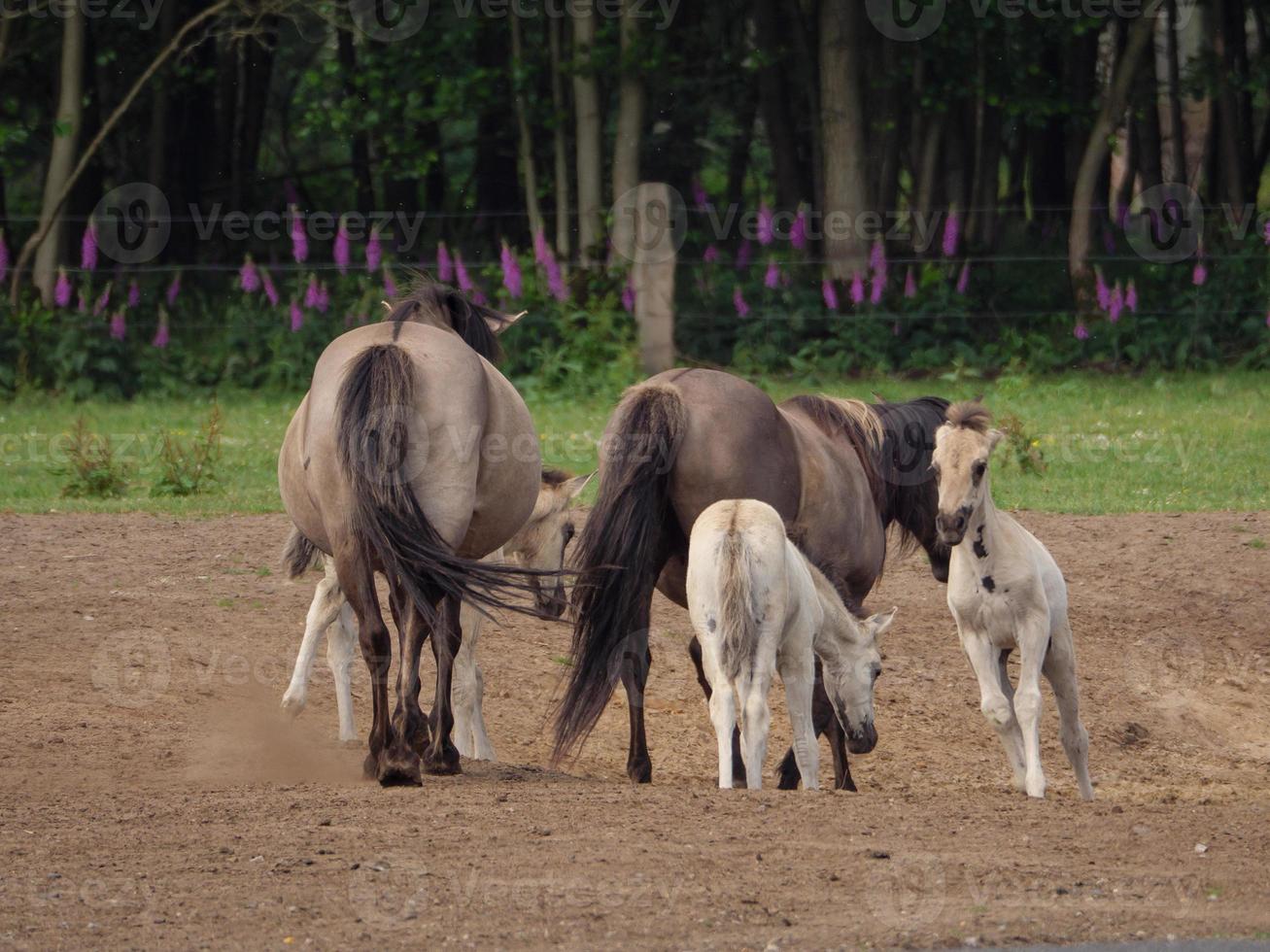 molti cavalli e puledri foto