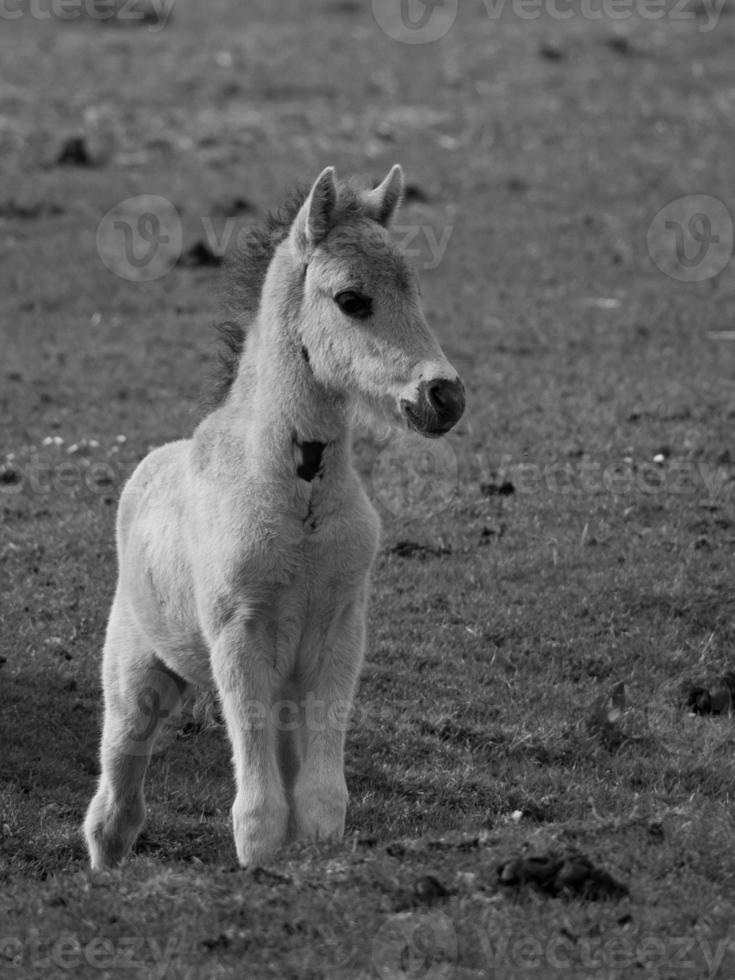 selvaggio cavalli su un' campo foto