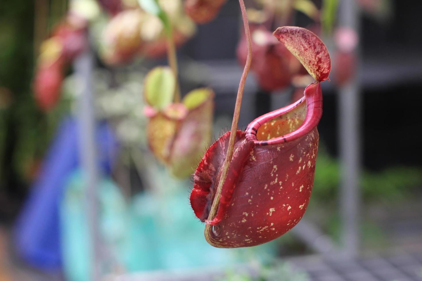 brocca rossa di nepenthes albero foto