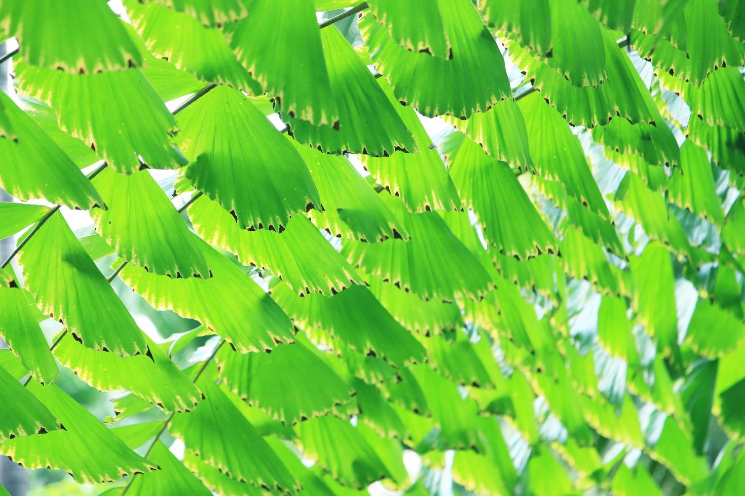 foglie verde brillante foto