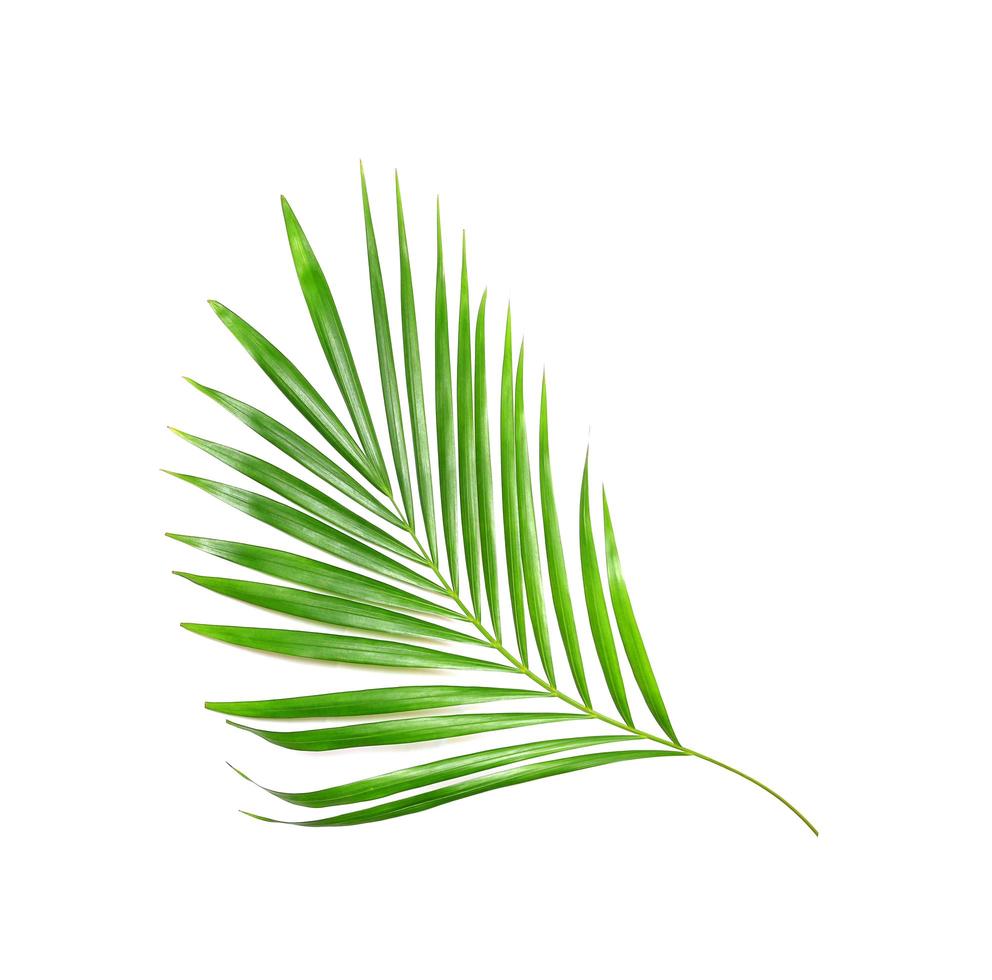 vibrante foglia di palma verde brillante foto