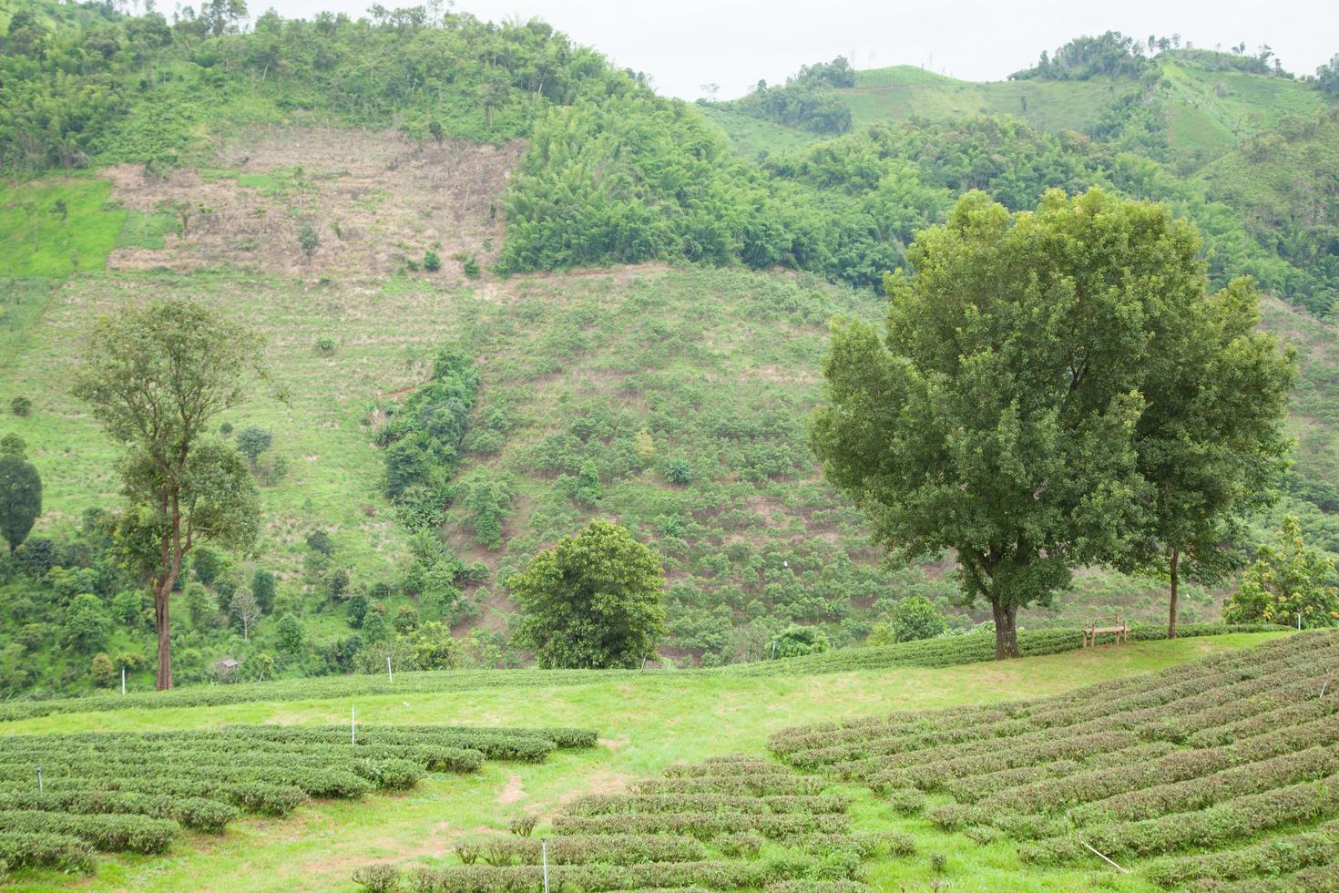 alberi in una fattoria del tè foto