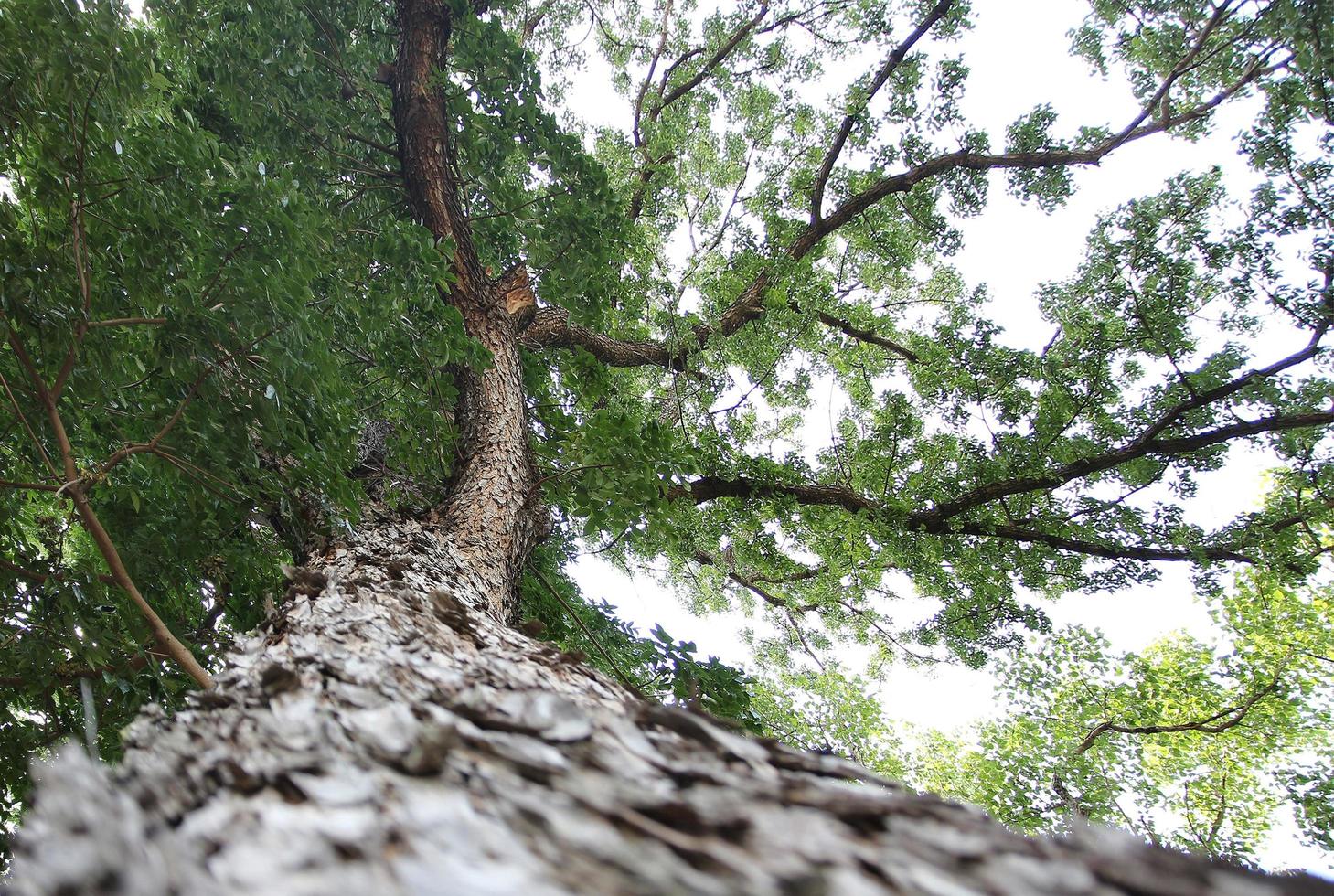 grande albero con foglie verdi foto