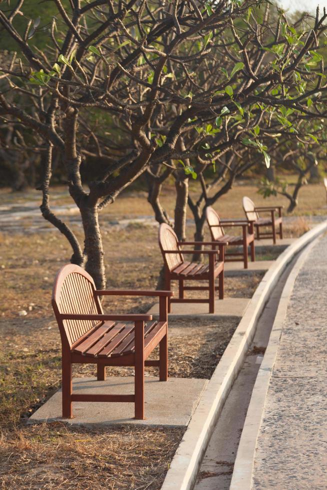 panchine sotto gli alberi foto