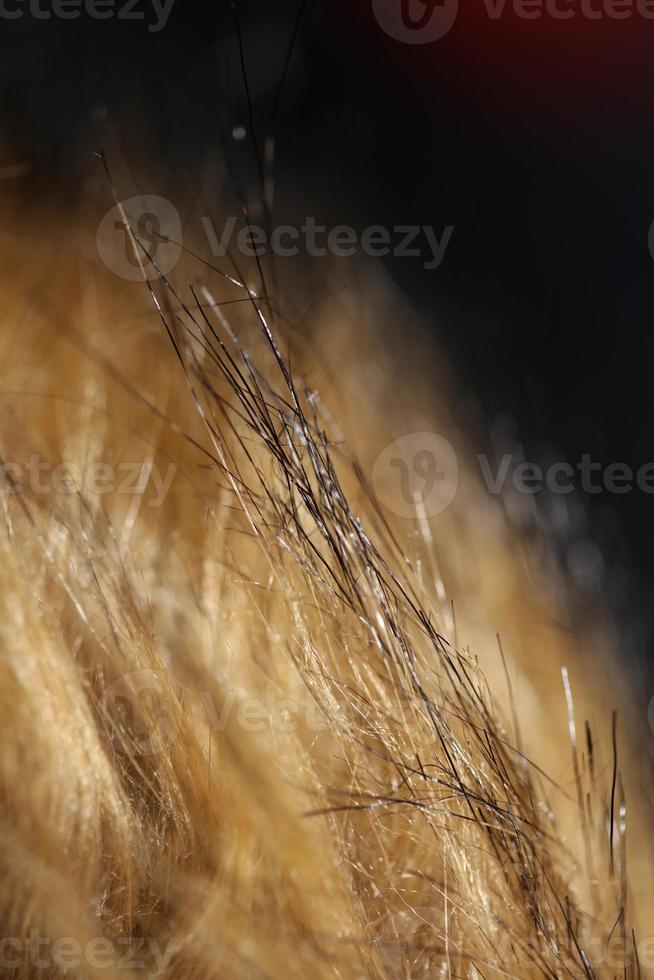 artificiale Marrone inverno giacca capelli vicino su sfondo azione fotografia alto qualità grande dimensione Stampa foto