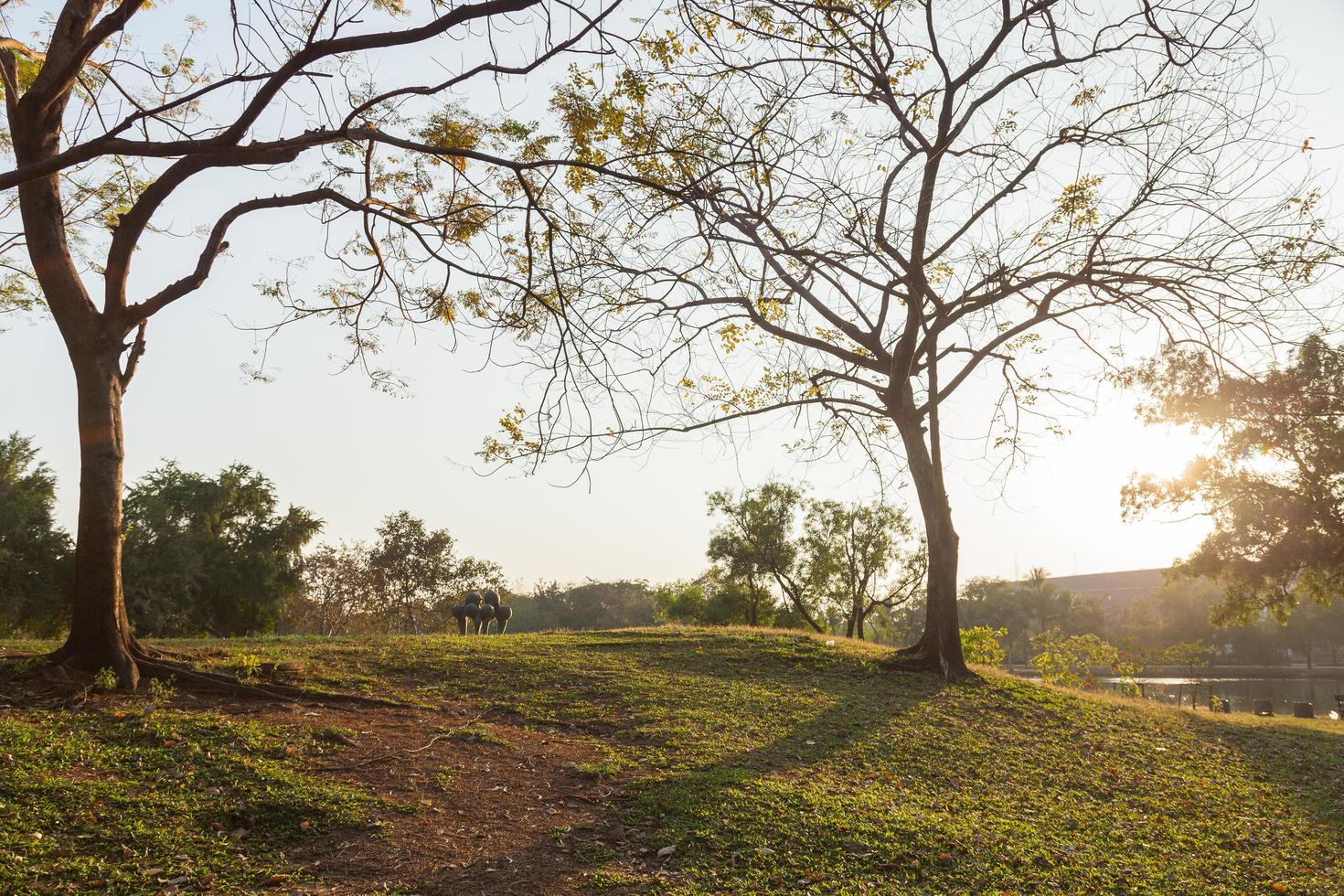 prato e alberi foto