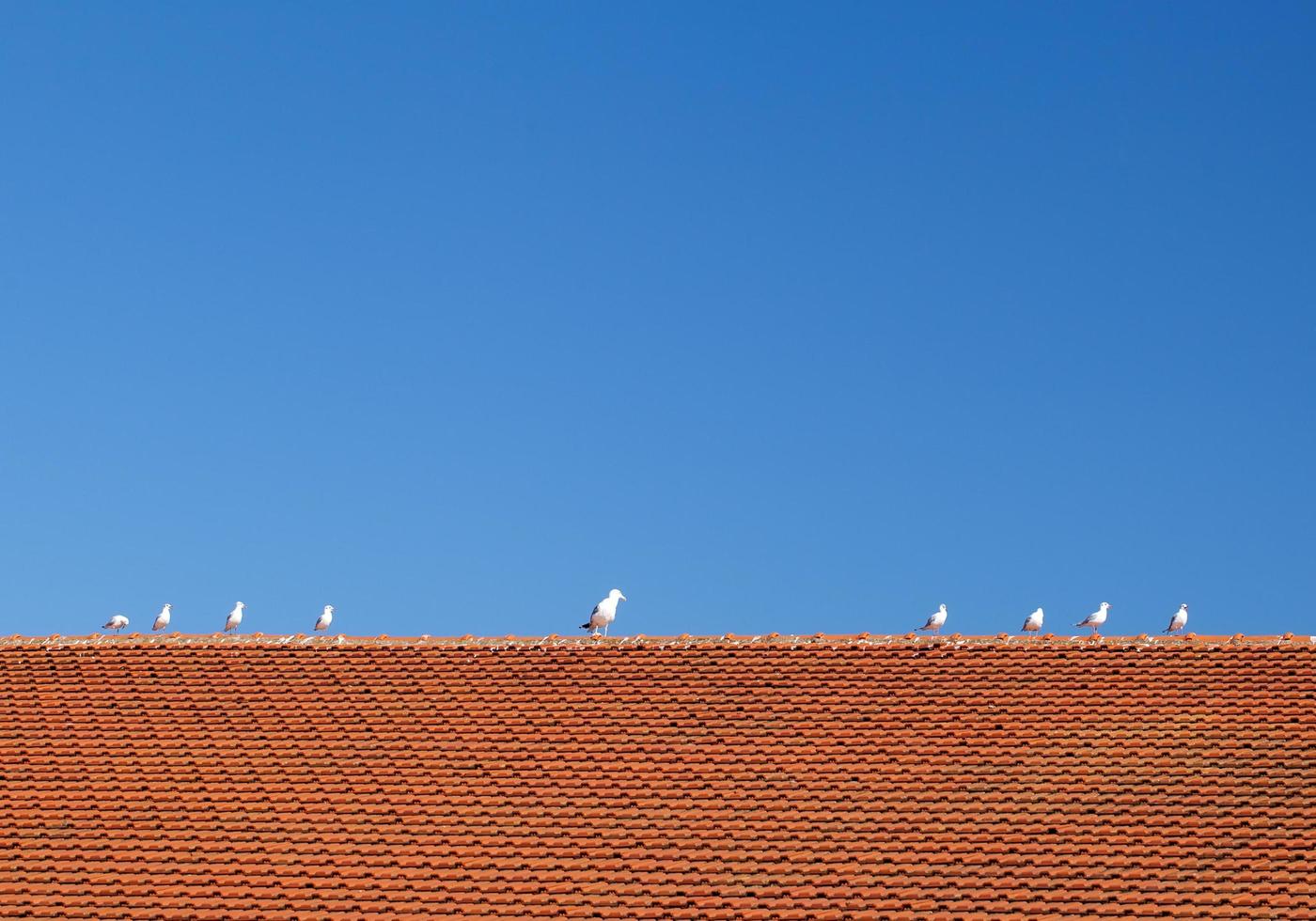 uccelli sul tetto di tegole foto