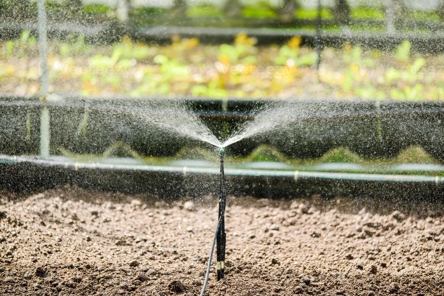 piccolo spruzzatore irrigazione sistema nel verdura trame foto