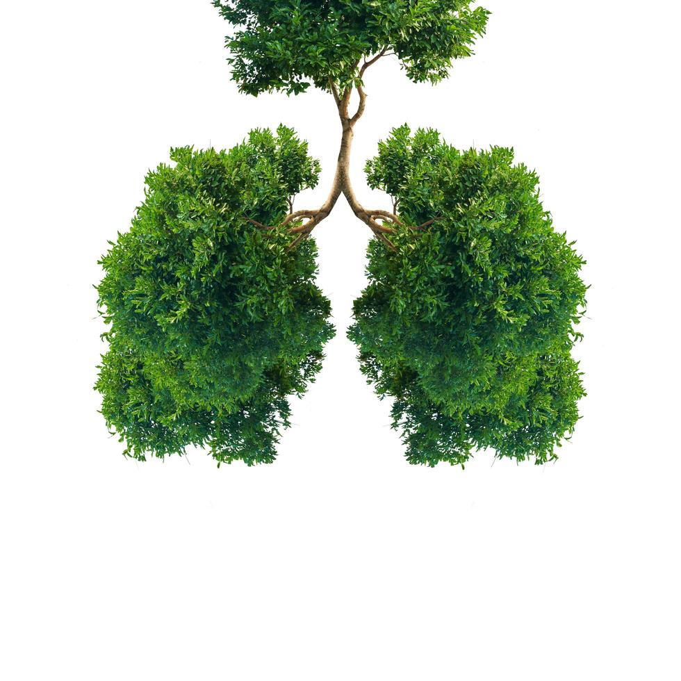 polmoni dell'albero verde foto