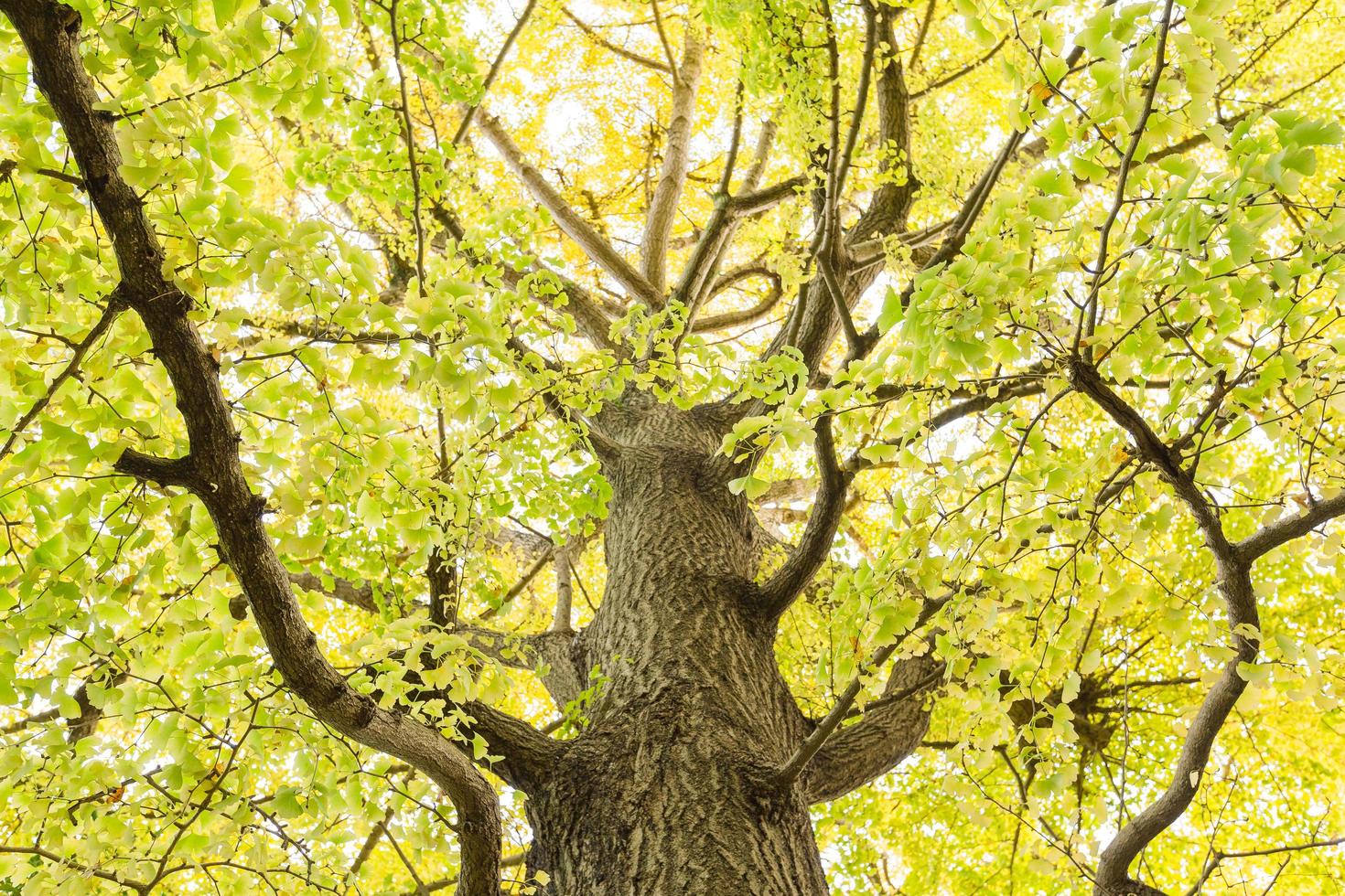 albero in autunno foto