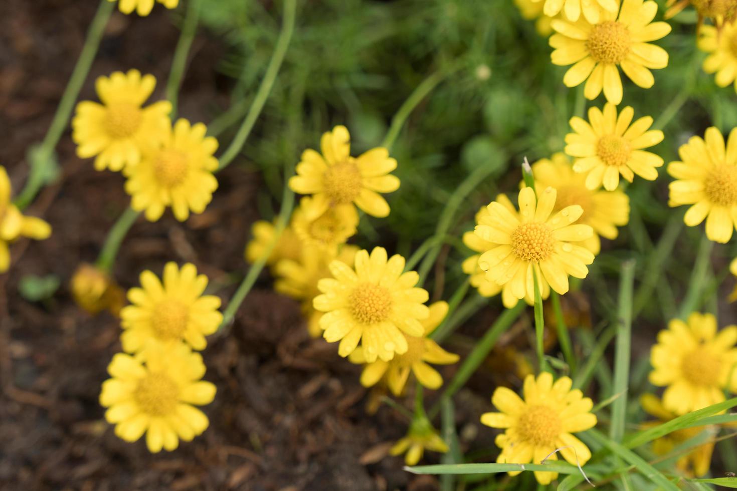 margherite gialle in giardino foto