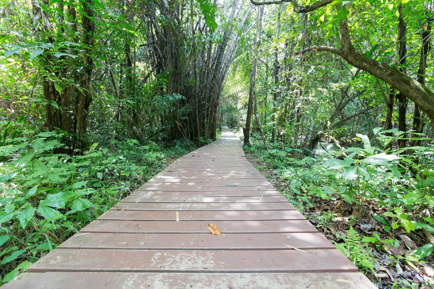 passerella in legno nella foresta foto