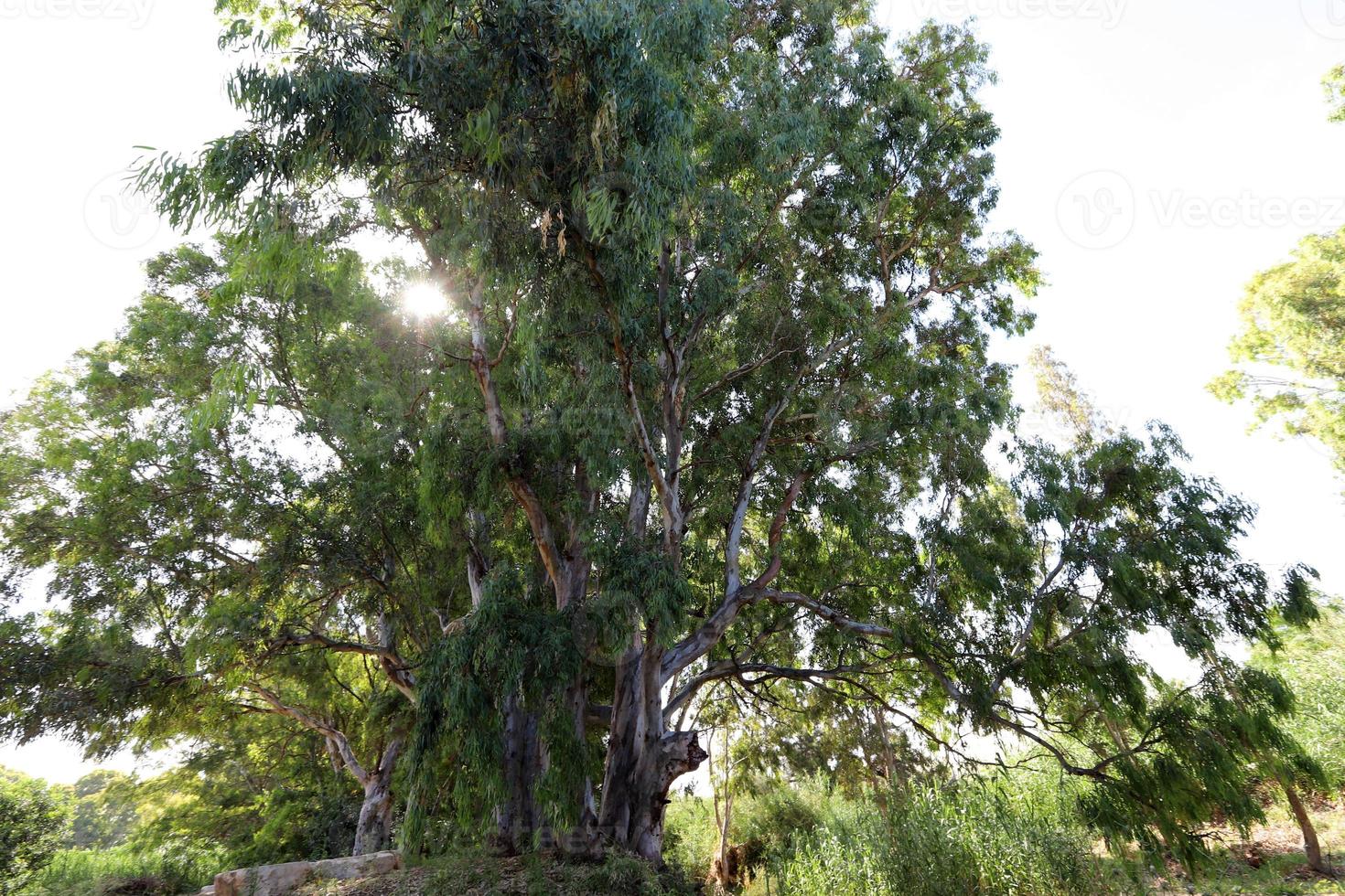 denso eucalipto foresta nel settentrionale Israele foto