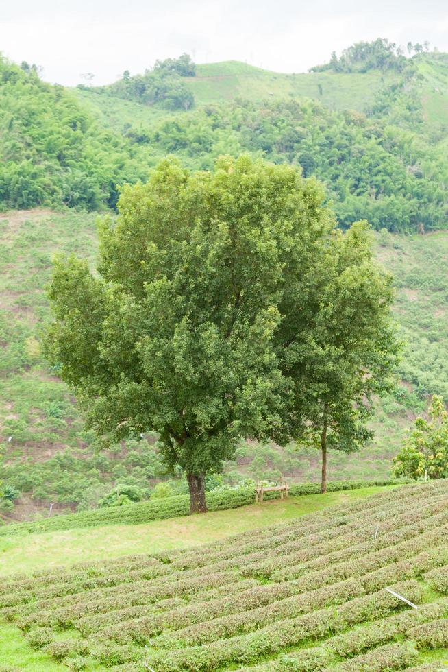 albero in una fattoria del tè foto