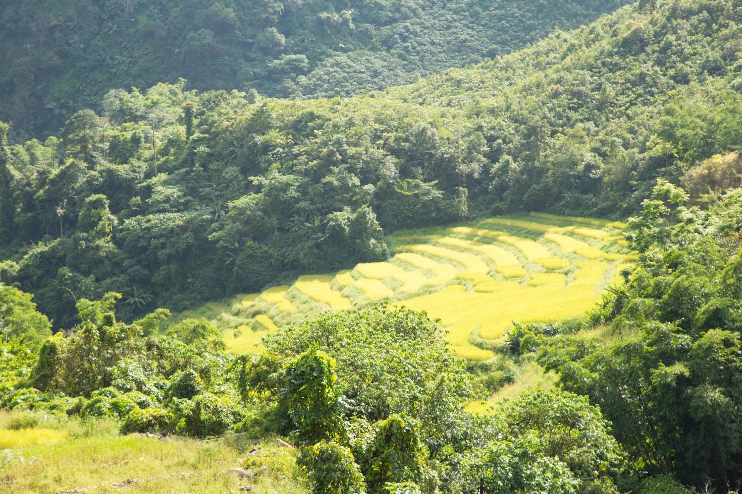 fattoria di riso sulla montagna in thailandia foto