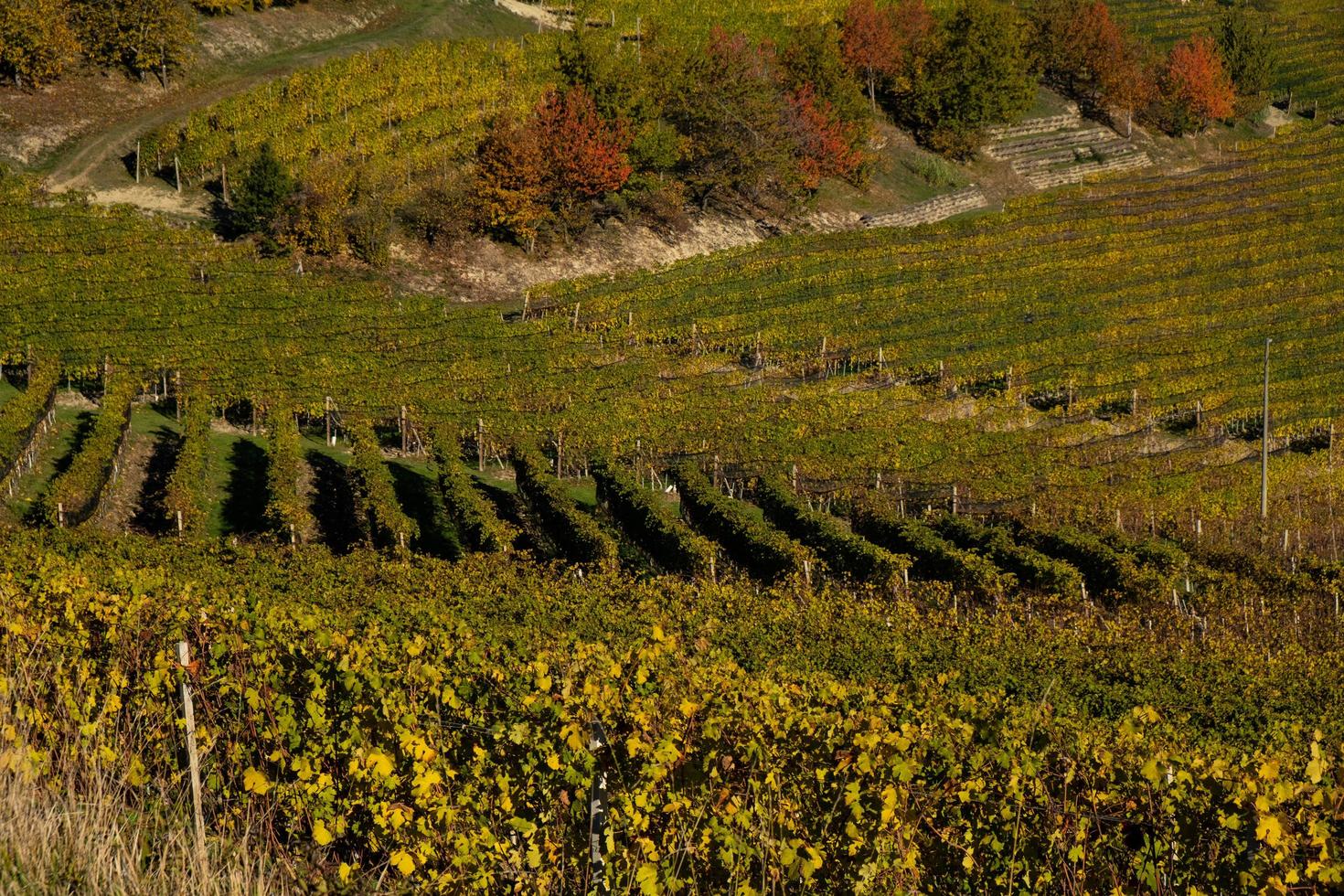 il splendida colori di il vigneti nel il piemontese langhe nel autunno, nel il serralunga d'alba la zona nel 2022 foto