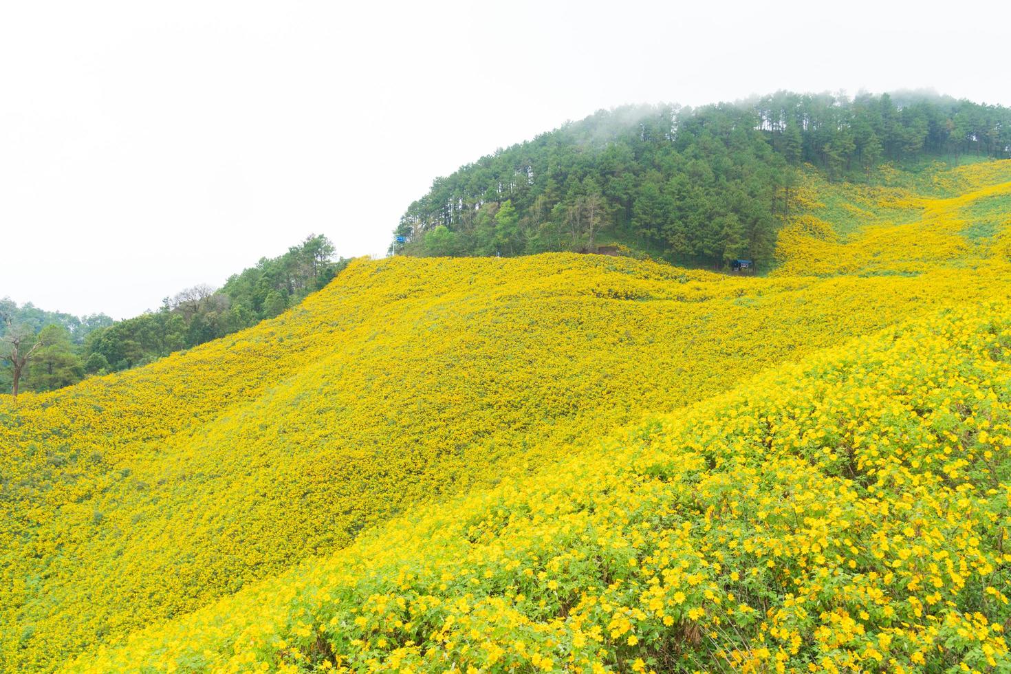 fiori gialli in thailandia foto