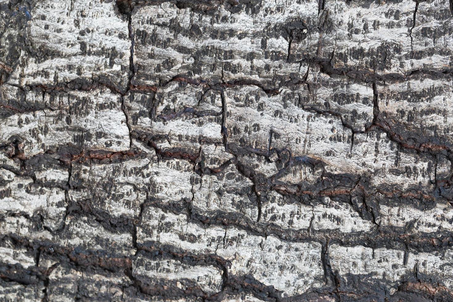 primo piano della corteccia di albero foto