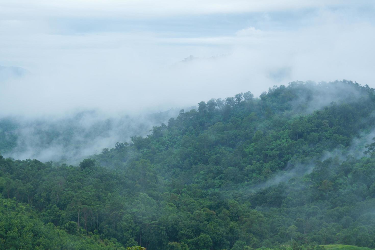 nebbia sulla foresta foto