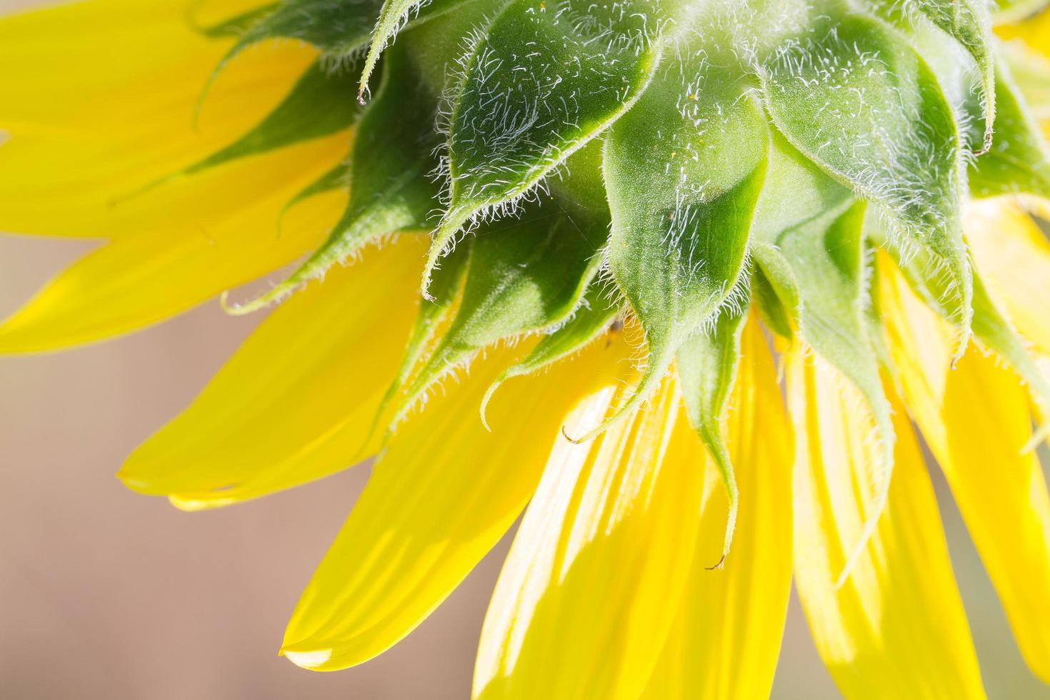 girasole in piena fioritura foto