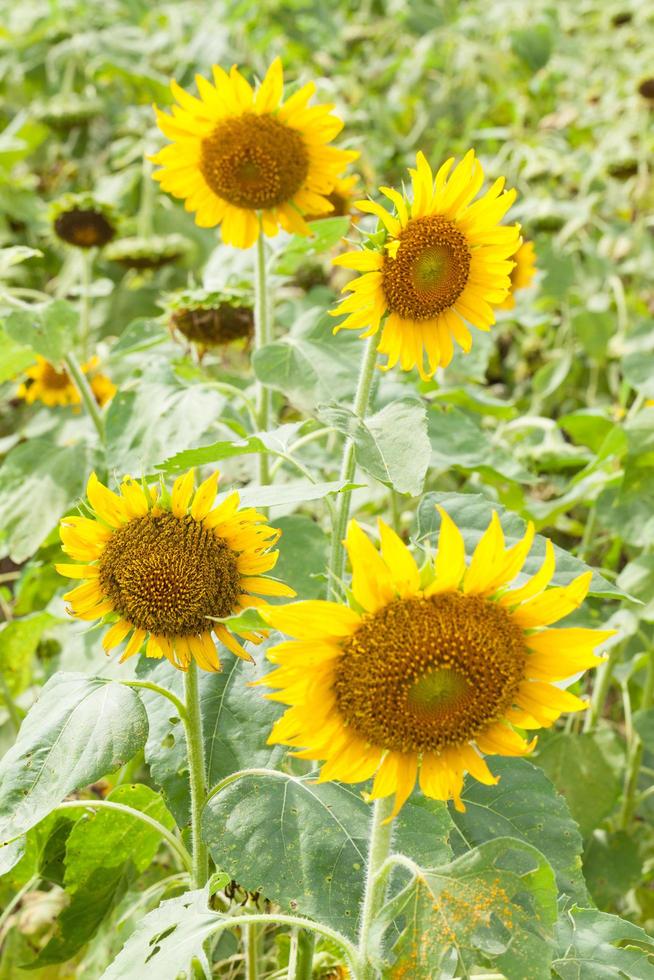 girasole in piena fioritura foto