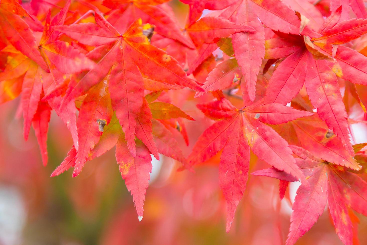 foglie autunnali rosse in giappone foto