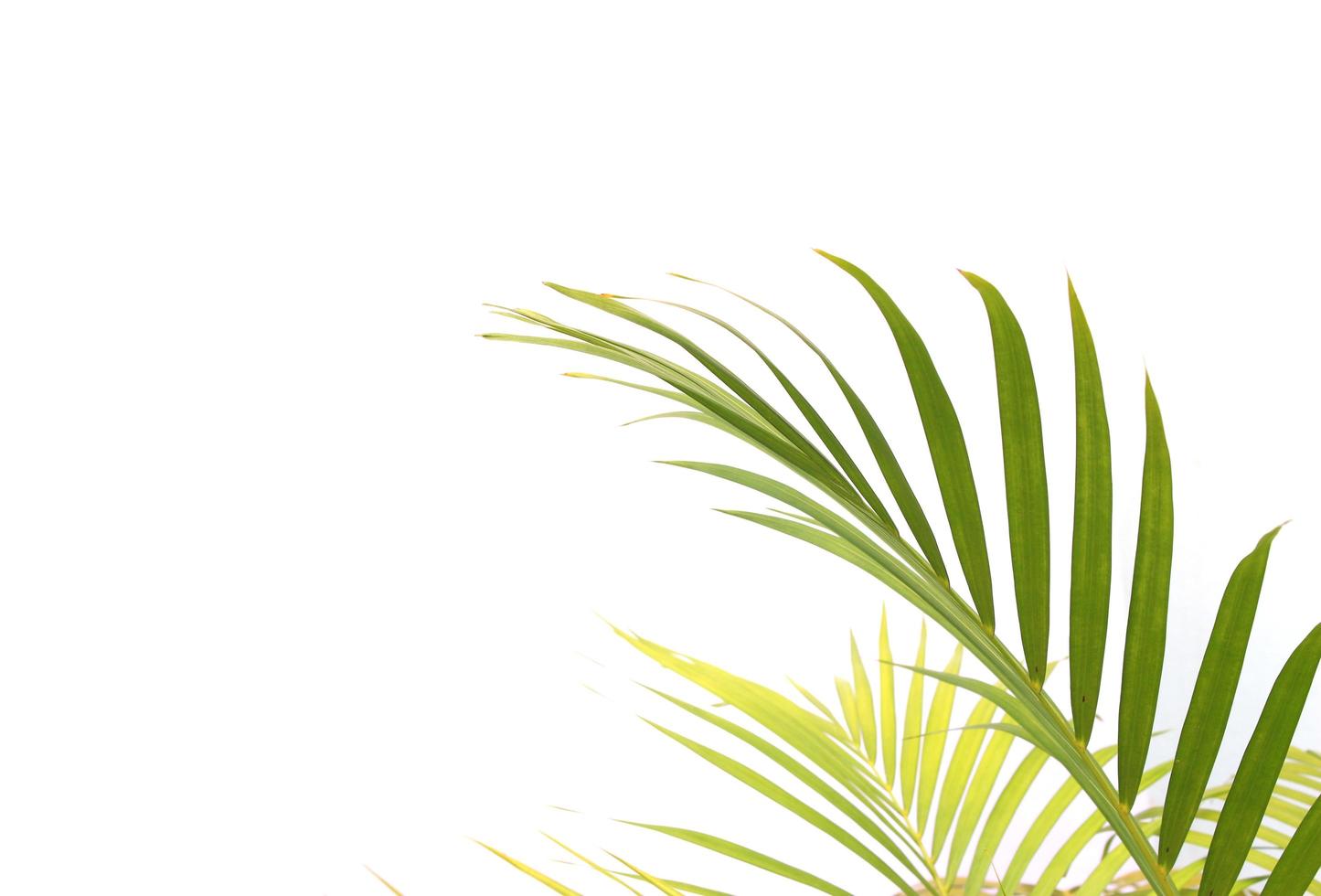 foglie di palma verde vibrante foto