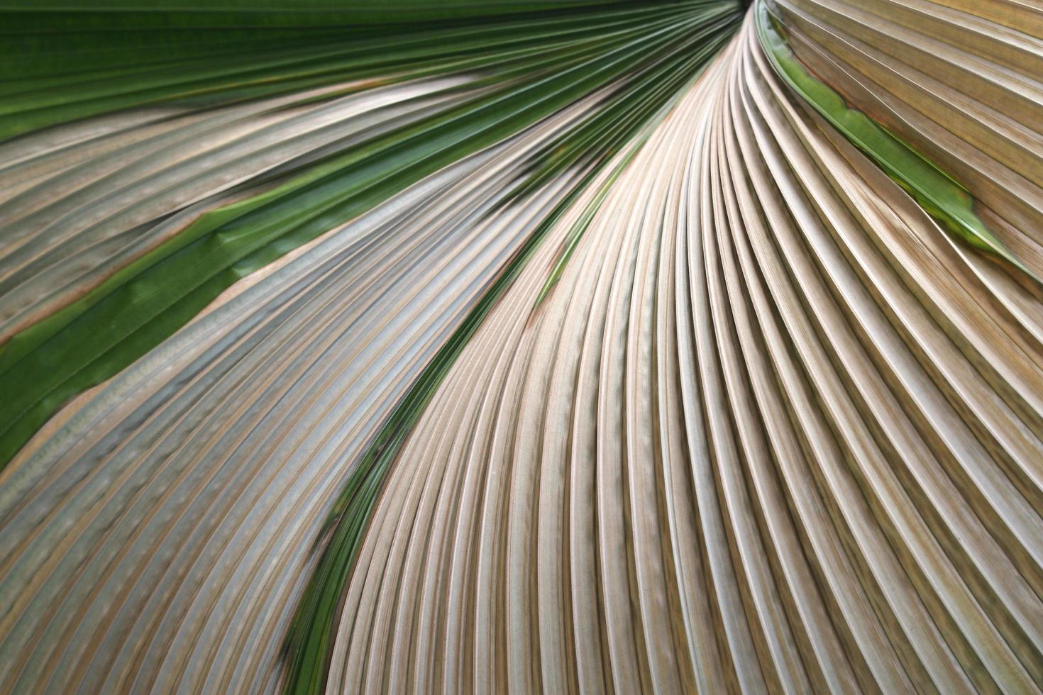 primo piano di una foglia di palma che soffia foto