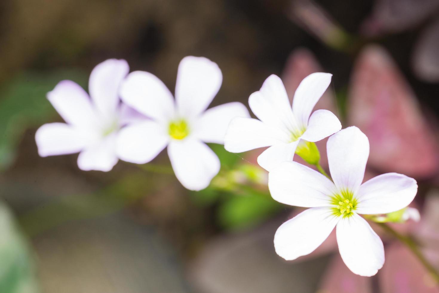 primo piano dei fiori bianchi foto