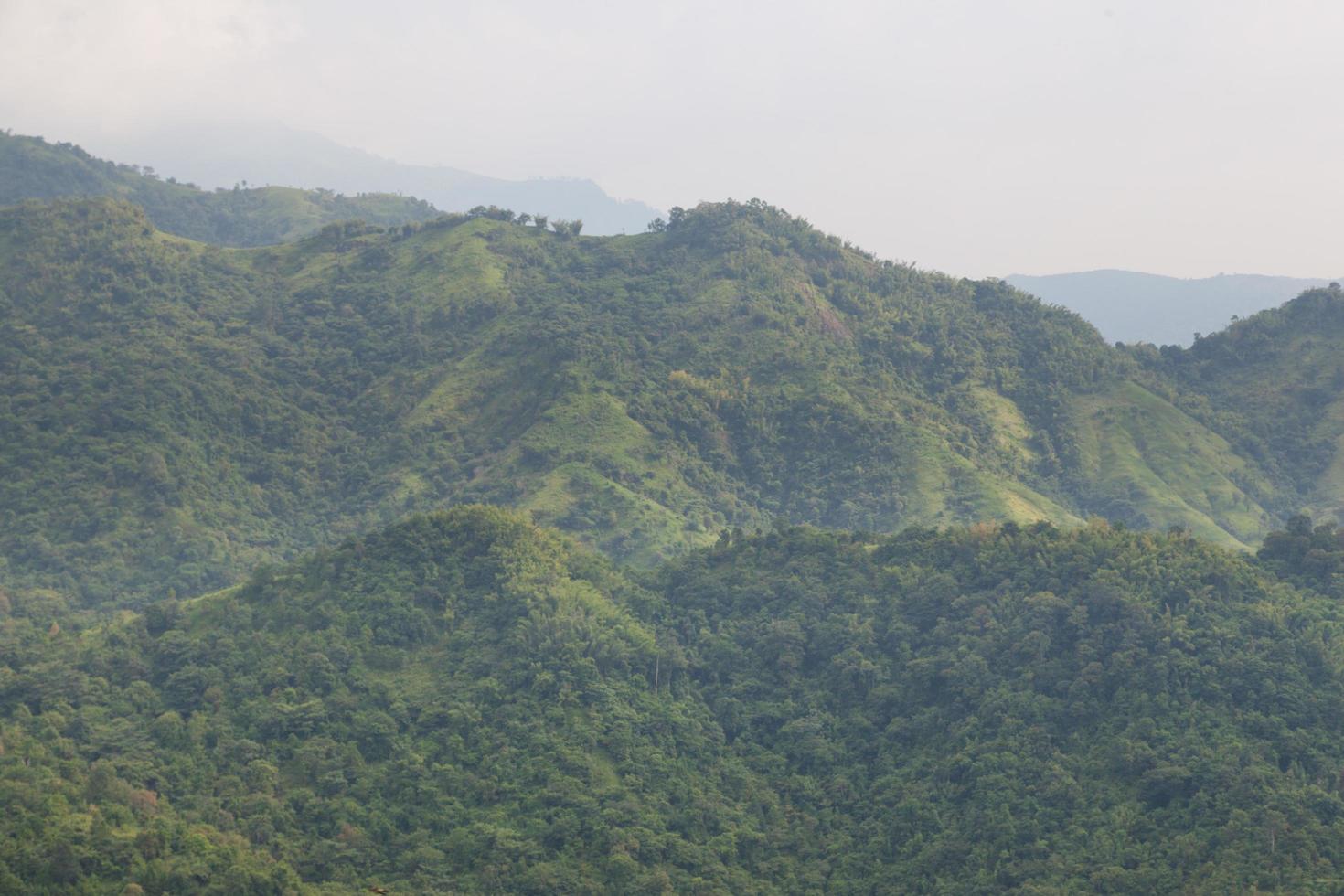 foresta sulla montagna foto