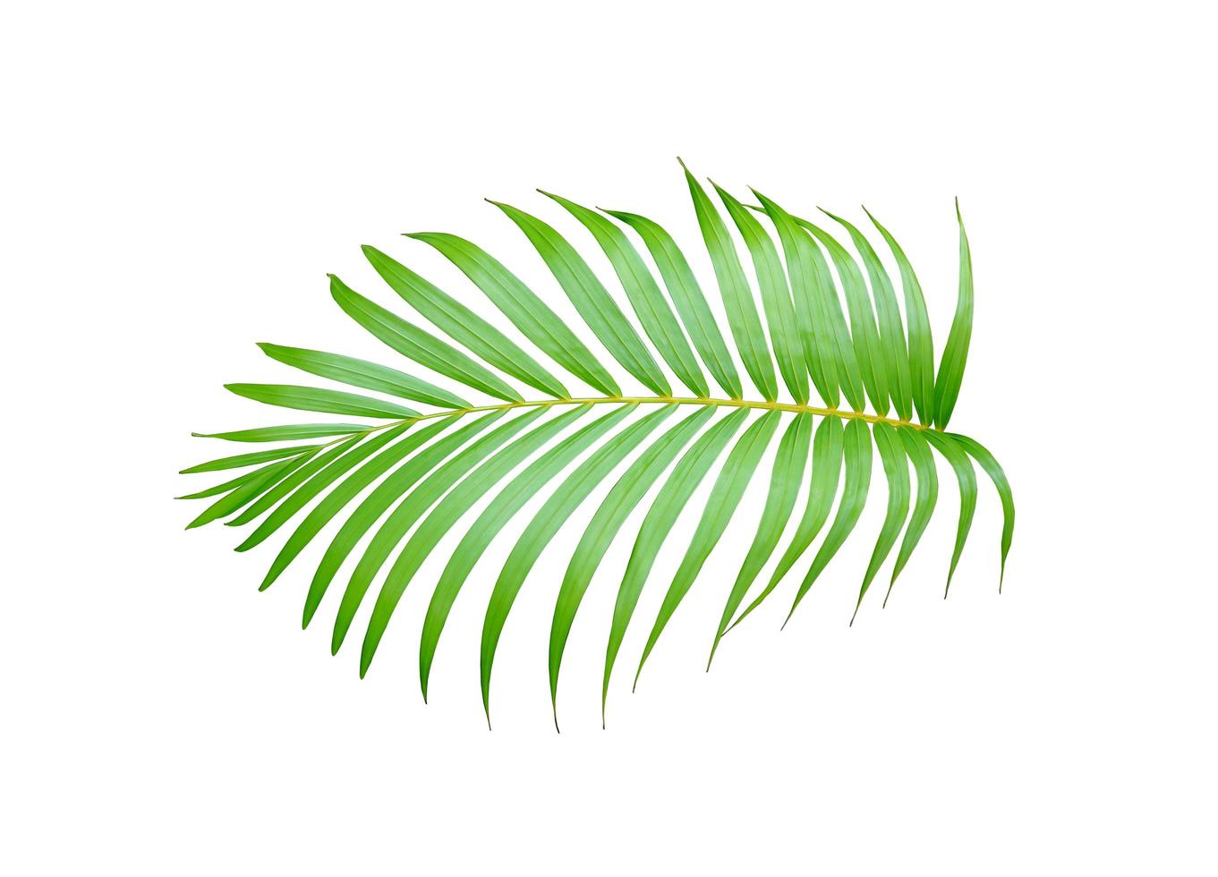 fogliame di palma tropicale verde foto