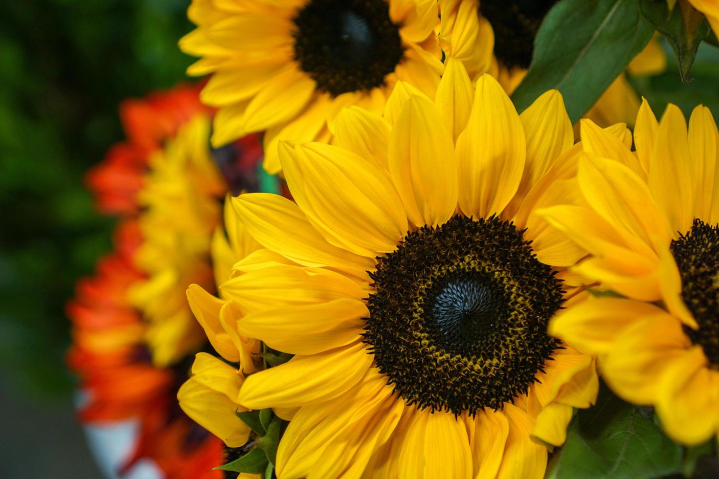 primo piano di girasoli foto