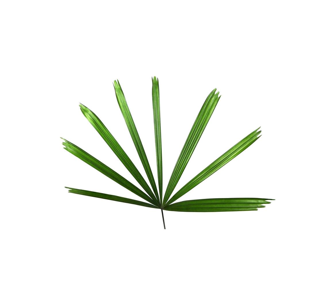 foglia di palma verde su sfondo bianco foto