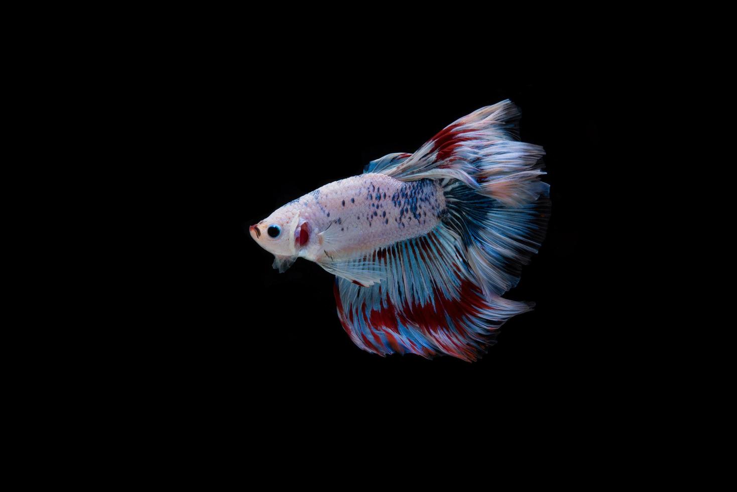 bellissimo pesce betta siamese colorato foto