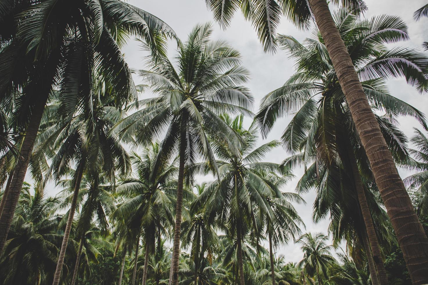 giardini di alberi di cocco in thailandia foto
